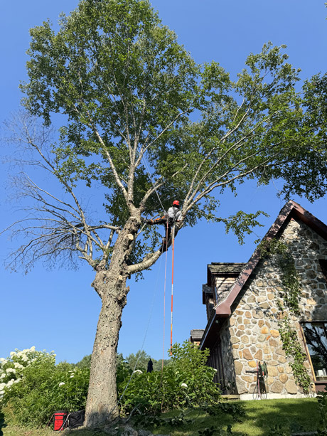 Élagage à Estérel